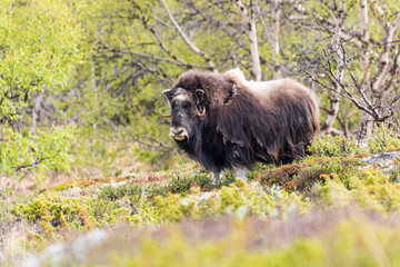 portrait of a musk ox (Ovibos moschatus) in nature  Norway