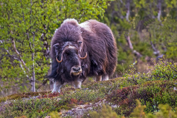 portrait of a musk ox (Ovibos moschatus) in nature  Norway