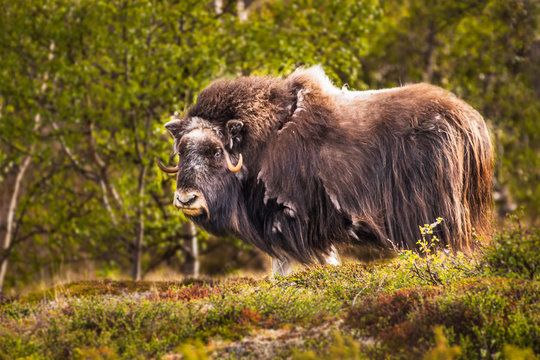 portrait of a musk ox (Ovibos moschatus) in nature  Norway