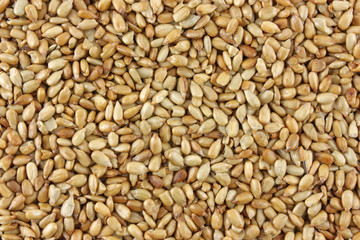 sunflower seeds background