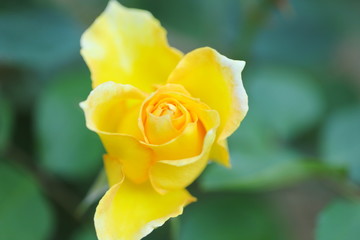 植物園の黄色いバラ