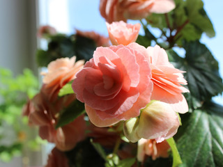 Blooming pink Begonia tuberhybrida close up