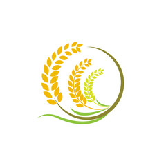 Design Orange brown paddy rice premium natural