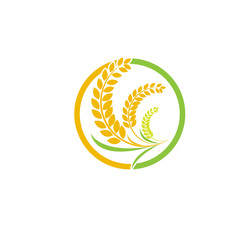 Design Orange brown paddy rice premium natural