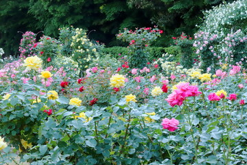 植物園の黄色いバラ