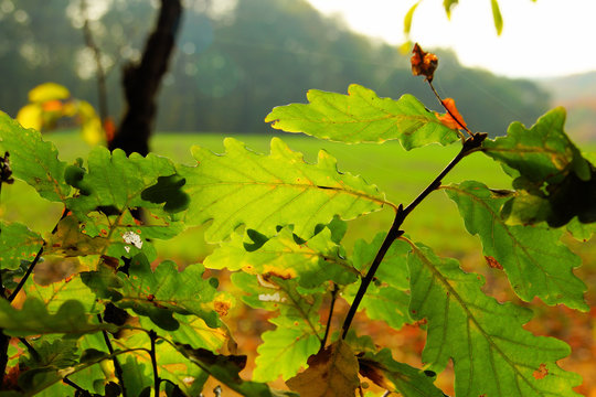 gr&uuml;ne Eichenbl&auml;tter im Herbst im Gegenlicht