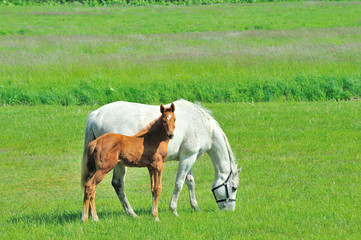 Obraz premium 馬の親子