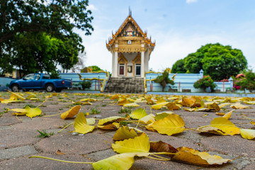 leafs of pipais fall down on ground and the temple