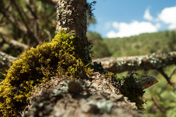 Textura