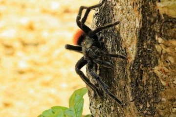 Tarantula