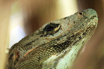Iguana