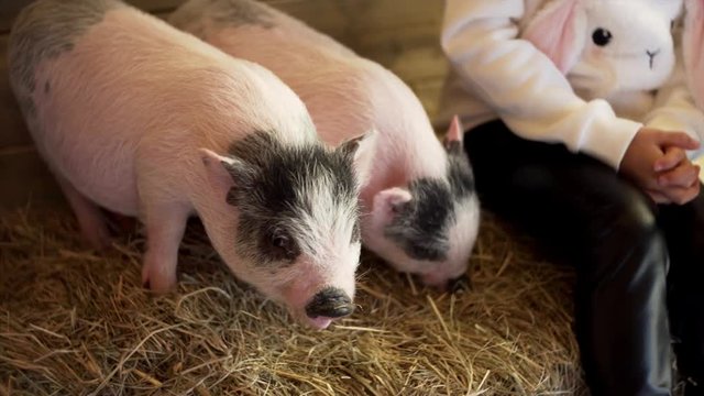 Two cute pink and grey piggies on straw and unidentified girl sitting near them