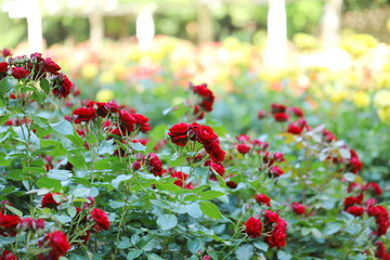 植物園の赤いバラ