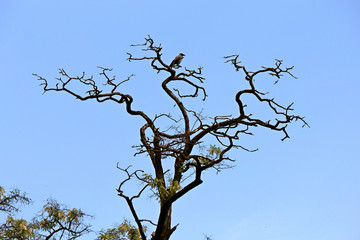 Fototapeta na wymiar crow on a dried-up tree