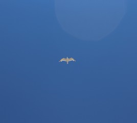 seagull in the sky