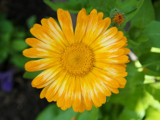 Daisy Marigold yellow, flower petals at the base of dark-yellow at the edges light-yellow. Closeup photo chamomile in garden bed