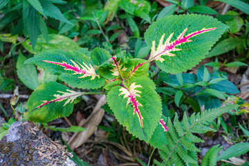 Red green tropical flowers in Ubud, island Bali, Indonesia.