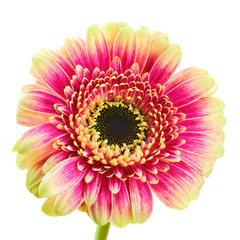 Multicolored gerbera on white background