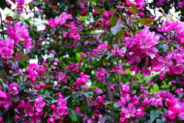 Botanical Garden, St. Petersburg