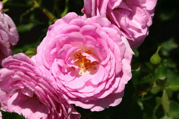 コティヨン(Cotillion)