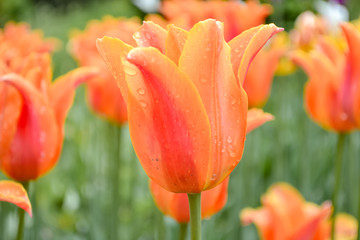 tulip