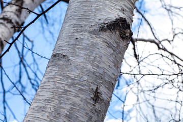 Fototapeta premium 白樺 国有林 私有地