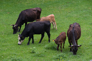 Fototapeta premium Cows and calves