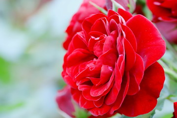 植物園の赤いバラ