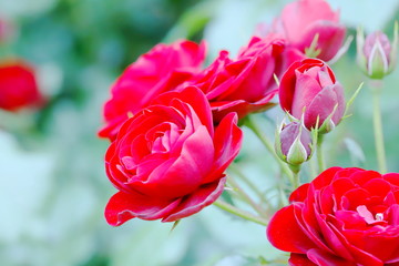 植物園の赤いバラ