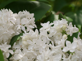 White lilac flowers with buds for a background, spring garden, syringe vulgaris