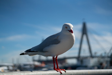 wild Australian seagull bird