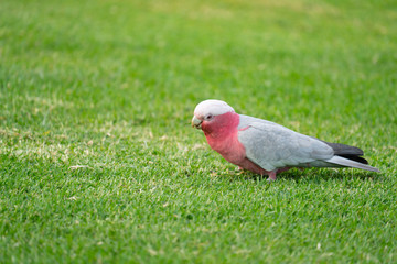 wild australian galahs walking on green grass