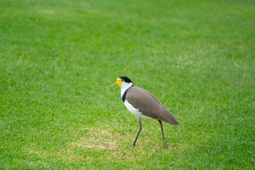 Masked Lapwing ( Vanellus miles )