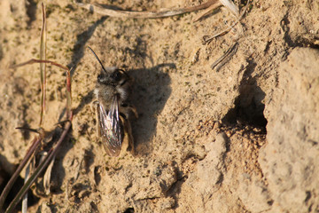 Andrena vaga or Grey-backed mining bee. April, Belarus