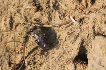 Andrena vaga or Grey-backed mining bee. April, Belarus
