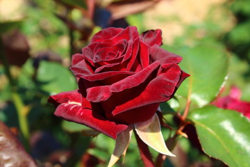 ブラック　バカラ（Black　Baccara)