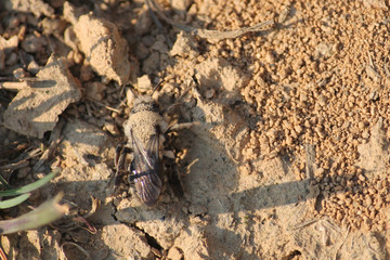 Andrena vaga or Grey-backed mining bee. April, Belarus