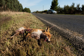 dingo was hit by a car