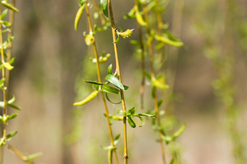 Weeping willow branch in flower