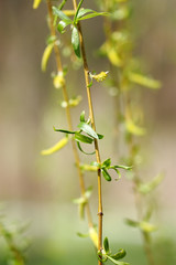 Weeping willow branch in flower