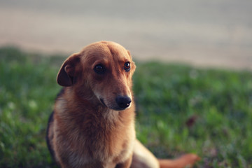 portrait of a stray affectionate dog