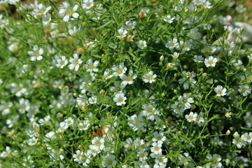 カスミソウ(Gypsophila elegans )