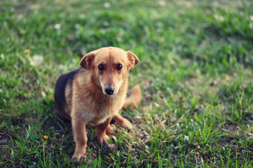 portrait of a stray affectionate dog