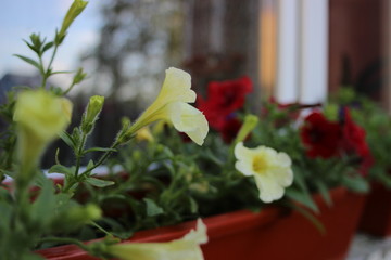 the colourfull flowers