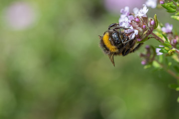 bee on a flower