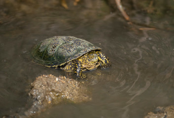 Balkan pond terrapin, Mauremys rivulata