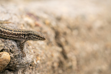 Erhards wall lizard, podarcis erhardii riveti,