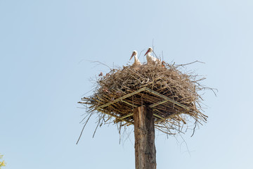 Two storks in the nest on a pole