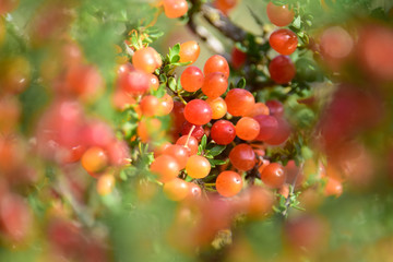 Small red wild fruits in the Pampas forest, Patagonia, Argentina