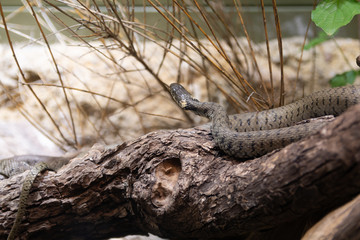 The natrix snake lies on a dry tree trunk and looking up